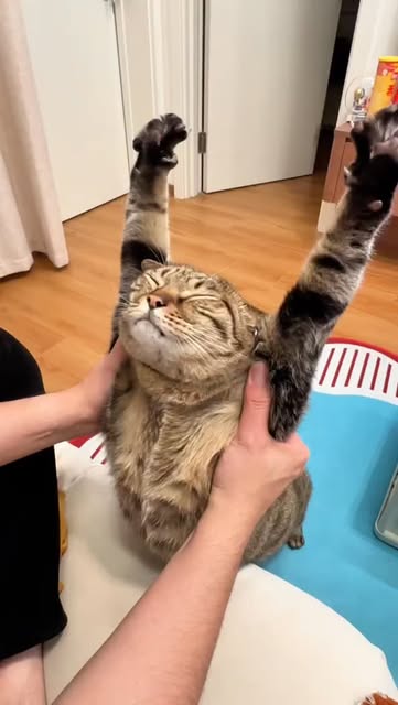 Actual footage of me every morning. 💯😴

#catlovers #cutecat #catstretching #petcare