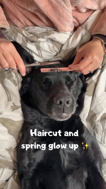 Sound on 🔊 Today I booked a haircut and spring glow up 😍
It was refreshing and now I’m ready for spring 😁

Mom is using my relax oil and my jade stone face roller from @heyspawday 
Now you get 25% OFF with code SPRINGSPA25 at www.spawday.co ❤️

Ad for my own brand 

#dogs #petcare #spawday #spa #labrador