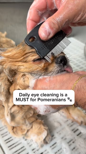 Pomeranians are prone to tear buildup 🐶
Regular eye cleaning helps prevent irritation and infections 💛#doggrooming #pomeranian #dogcare #petcare #dogsofinstagram
