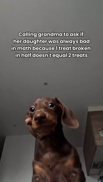 #sausagedogs #puppylife #dogsofinstagram #dachshundlife #puppy #dogs #dachshundpuppies #dachshund #dachshundadventures #londonpuppy #petcare #petlife #petlover #petinfluencer