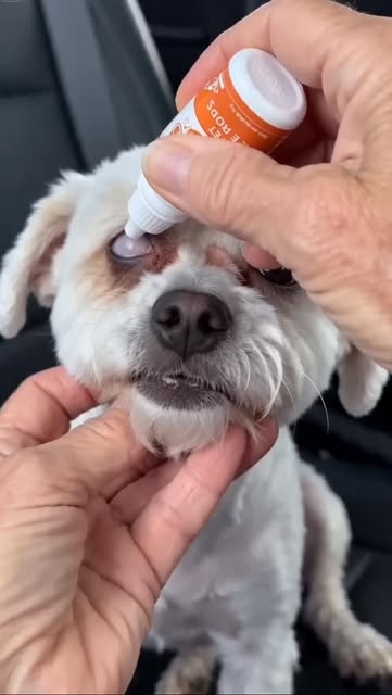👀🐾 Keep your pet’s eyes clean, clear, and irritation-free with these easy-to-use pet eye drops!
✔️ Helps reduce redness & tear stains ✨
✔️ Gentle formula for daily care & comfort 💧

🐶🐱 Perfect for cats & dogs—quick relief and healthier-looking eyes in seconds, no stress for you or your furry friend ❤️

#petcare #doghealth #catcare #petessentials #happypets