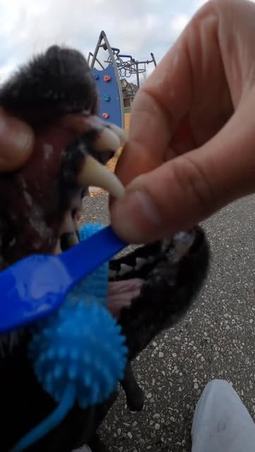 Brushing your dog’s teeth may seem like hassle but once get start the results are worth it #dogtrainer #dogsofinstagram #dog #petcare #doglovers