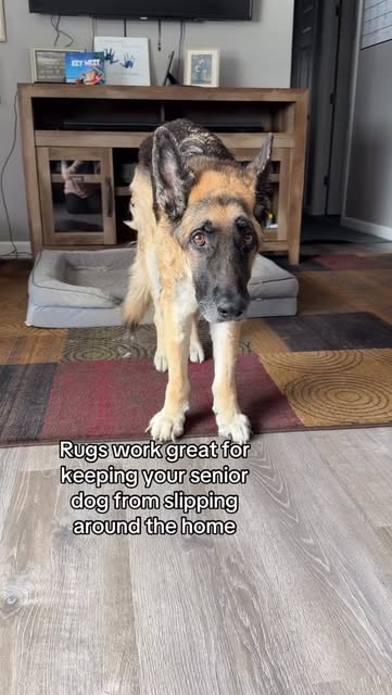 As dogs age, their confidence in their mobility plays a huge role in their overall behavior. Letting your senior dog move freely through the whole home does wonders for their mentality and playfulness.

#seniordog #olddog #petcare #seniordogcare