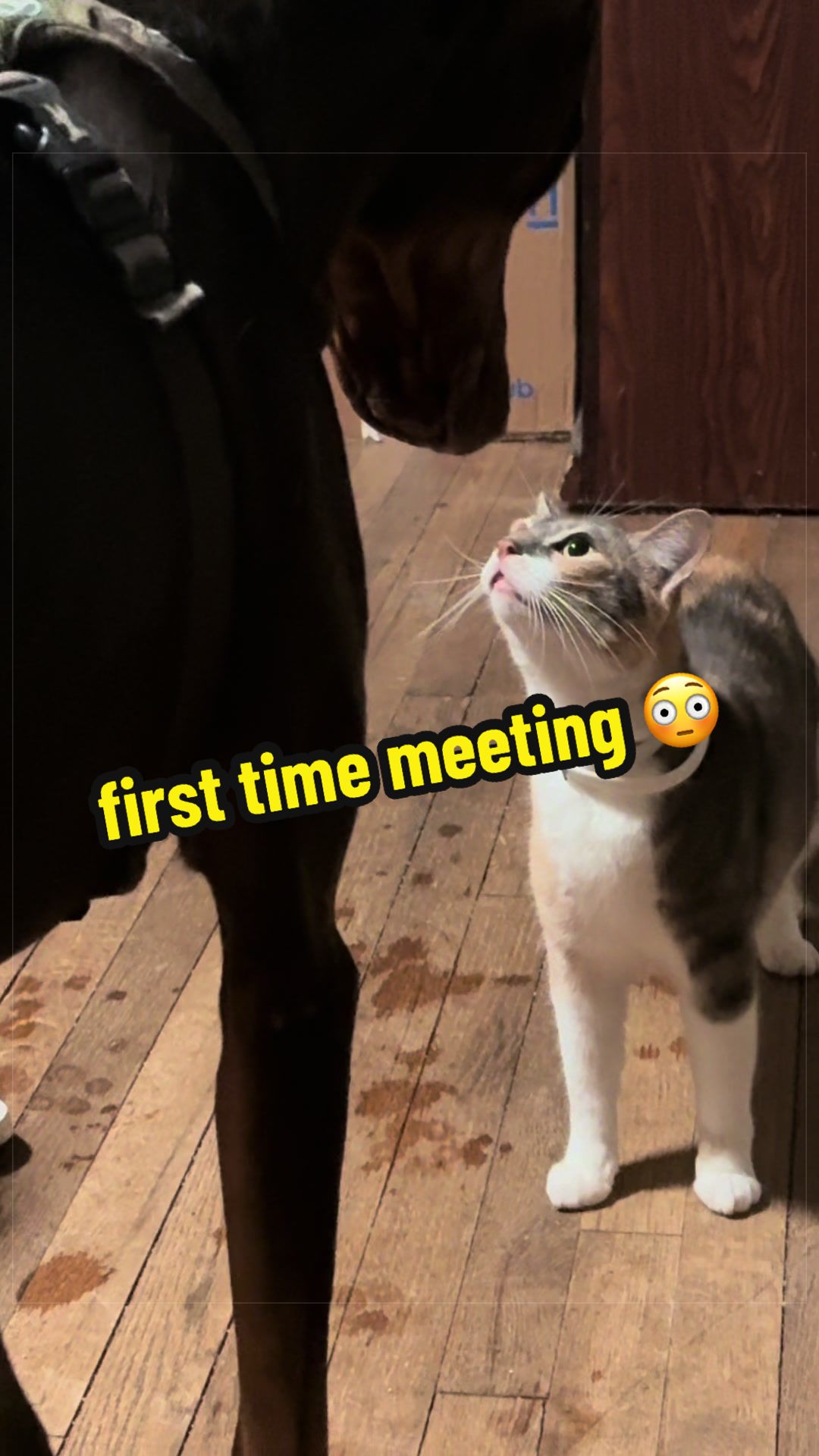 The way the camera was shaking from my laughing… 😭🤣🤣 #cat #funnycat #doberman #pets 